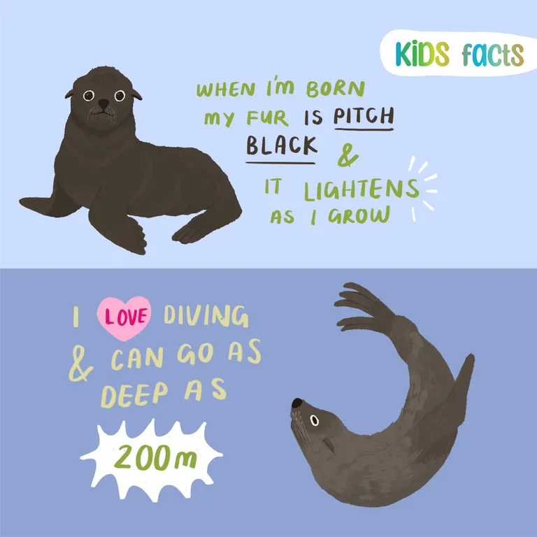 Cape fur seal