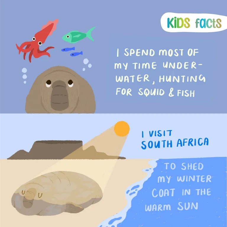 Cape fur seal