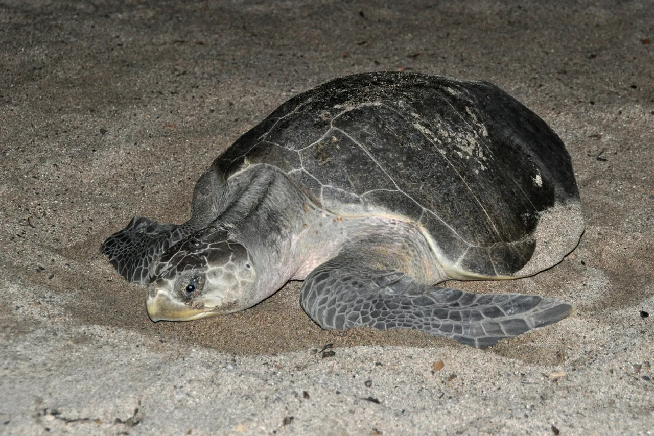 Olive Ridley turtle