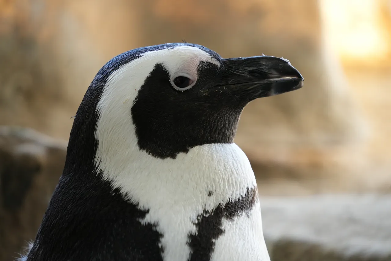 Why should I waddle for the African penguin?