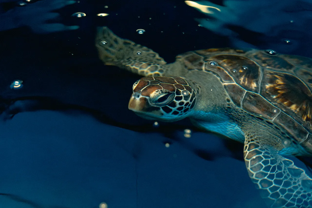 Meet Stella, a green turtle in rehabilitation!