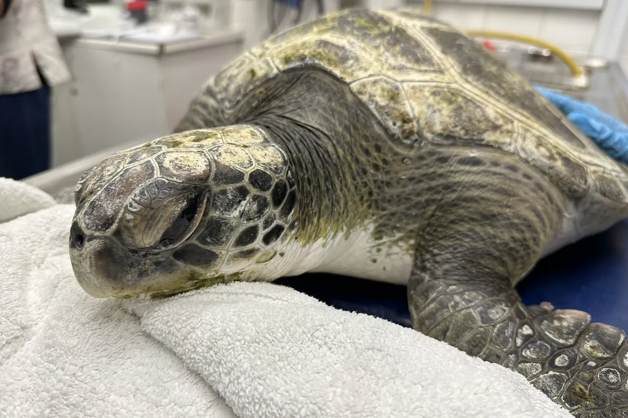Nori a green turtle being admitted to the Turtle Conservation Centre after being rescued
