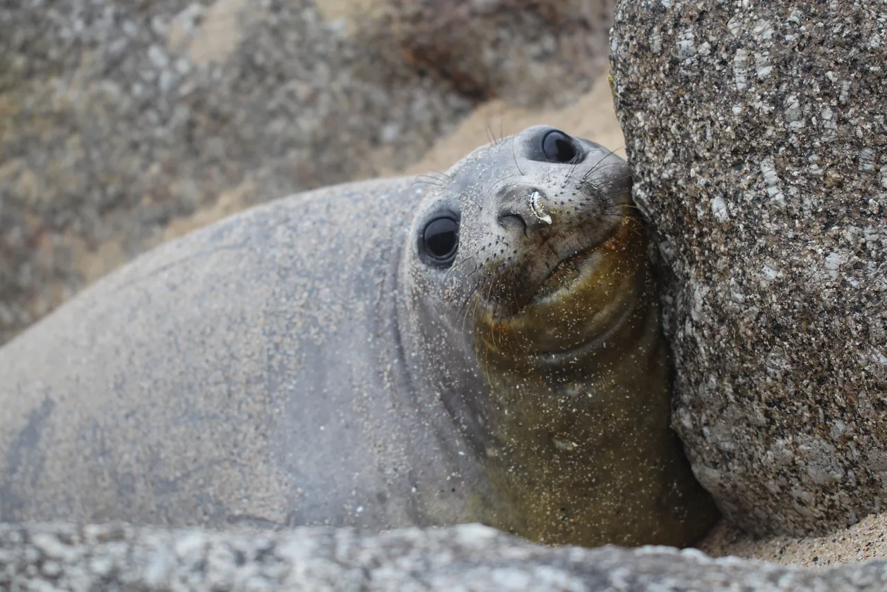 Bakkies, the elephant seal, has returned to the Cape