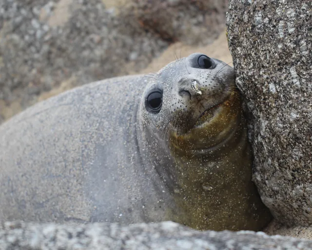 Bakkies, the elephant seal, has returned to the Cape