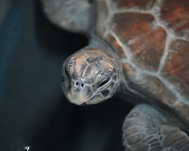 The remarkable rescue of new turtles, Ginger and Bayleaf