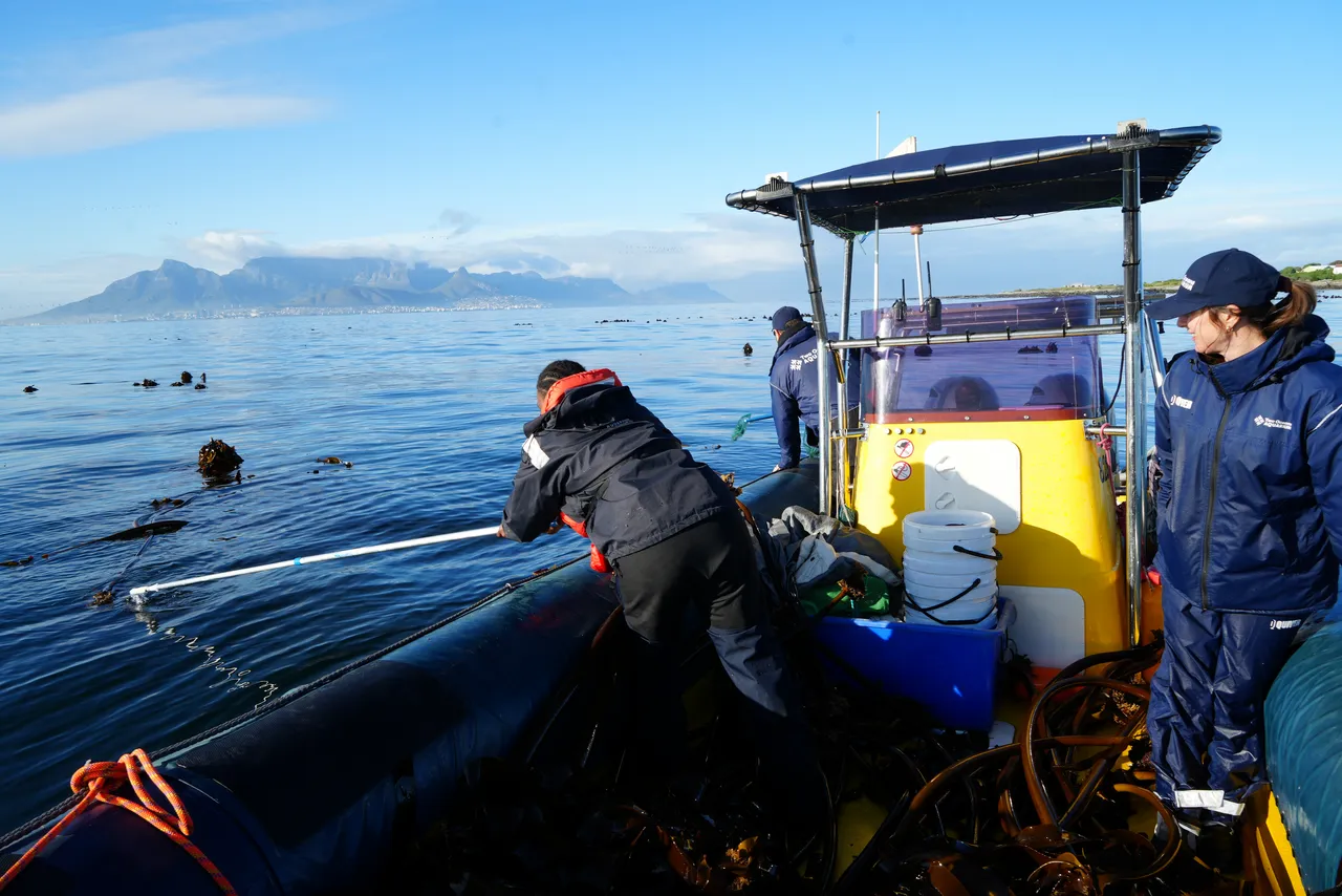 Where does the Two Oceans Aquarium's kelp forest come from?