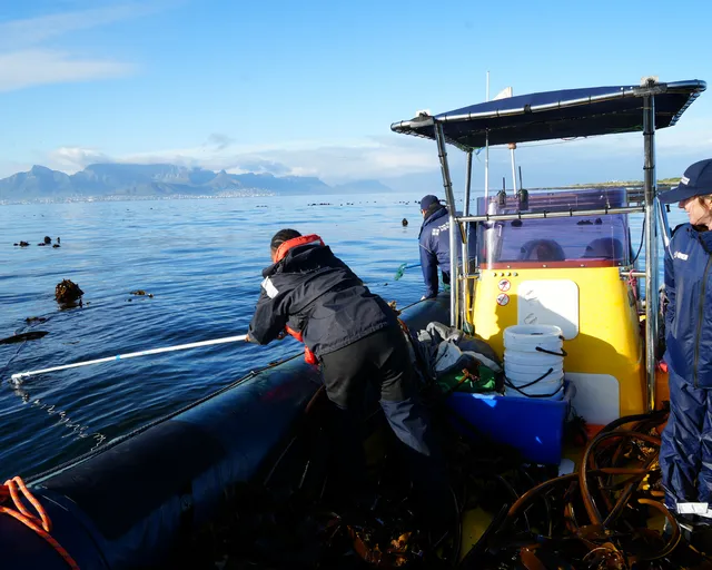 Where does the Two Oceans Aquarium's kelp forest come from?