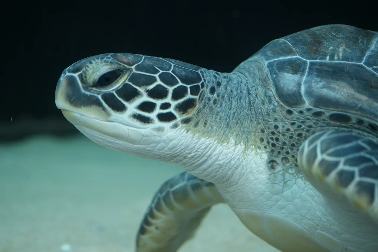 Nori a green turtle currently in rehabilitation at the Turtle Conservation Centre