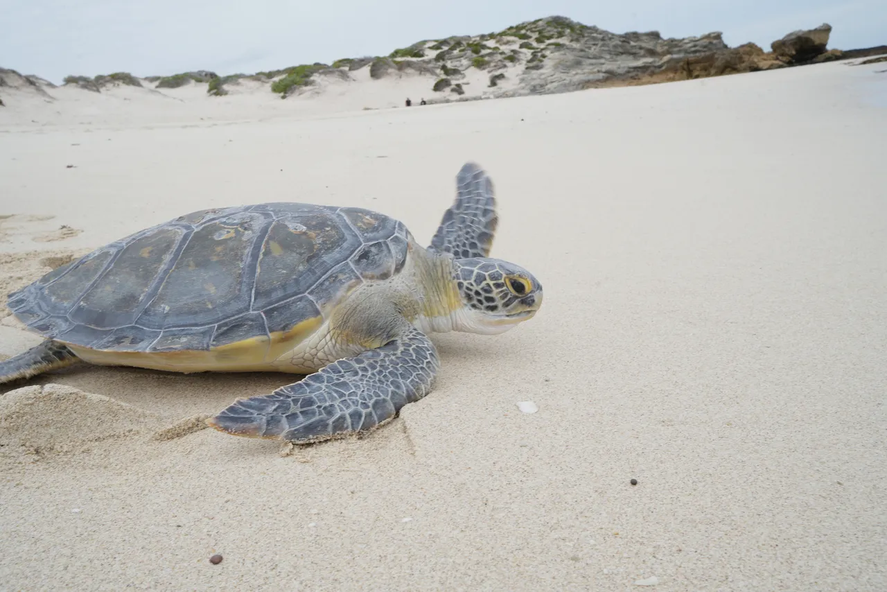 Green turtles were downlisted on the IUCN Red List: Why conservation must continue