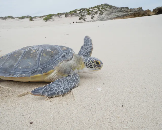Green turtles were downlisted on the IUCN Red List: Why conservation must continue