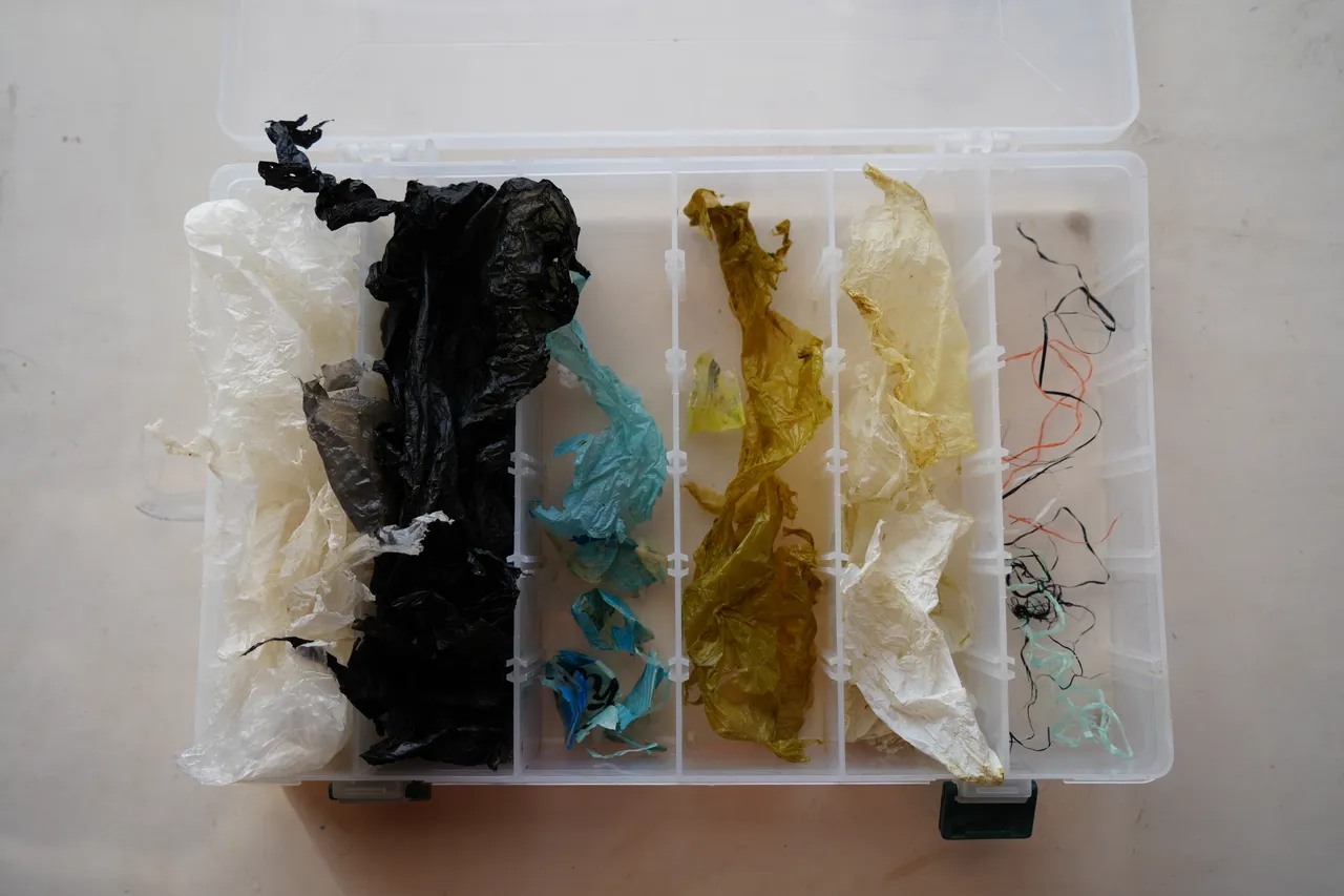 The 49 pieces of plastic excreted by Bokkie the green turtle