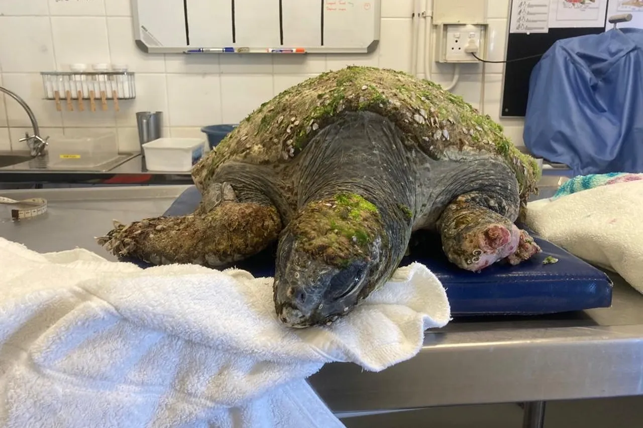 Bokkie on the day of her rescue in 2023