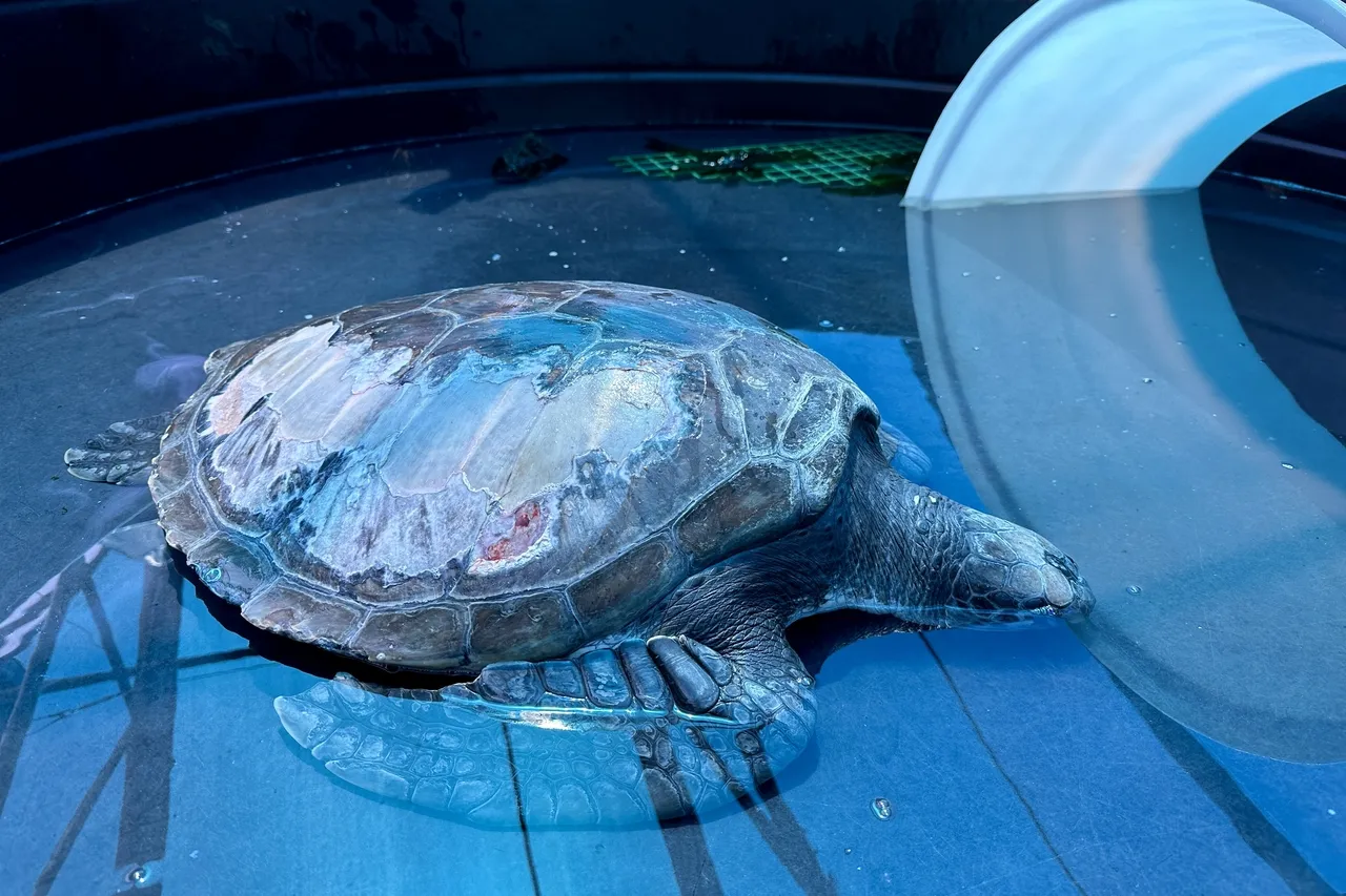 Bheni had a shell infection at the beginning of his rehabilitation