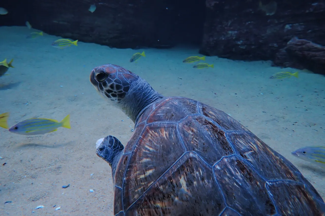 Bokkie in the IJ Ocean Exhibit during her rehabilitation