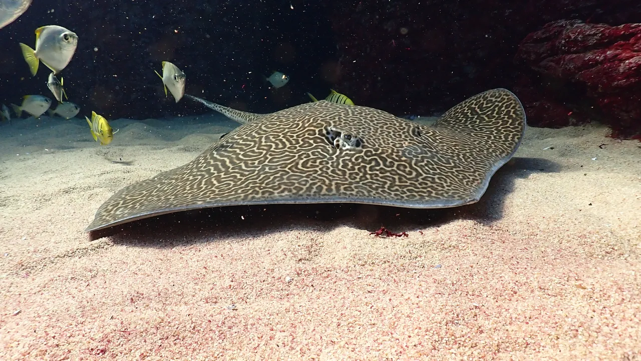 Remembering Honey, the Two Oceans Aquarium’s beloved honeycomb stingray