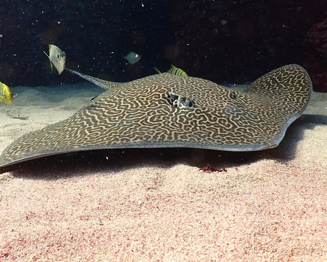 Remembering Honey, the Two Oceans Aquarium’s beloved honeycomb stingray