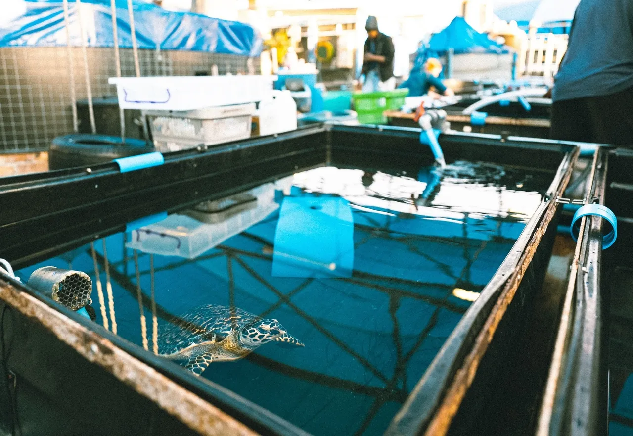 Meet Cinnamon, our feisty hawksbill turtle in rehabilitation