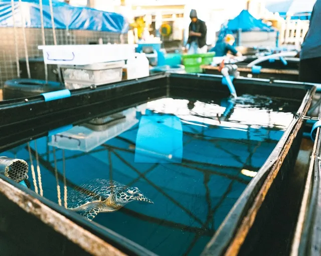 Meet Cinnamon, our feisty hawksbill turtle in rehabilitation