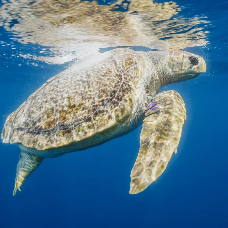 Turtle Release Devin Trull10a