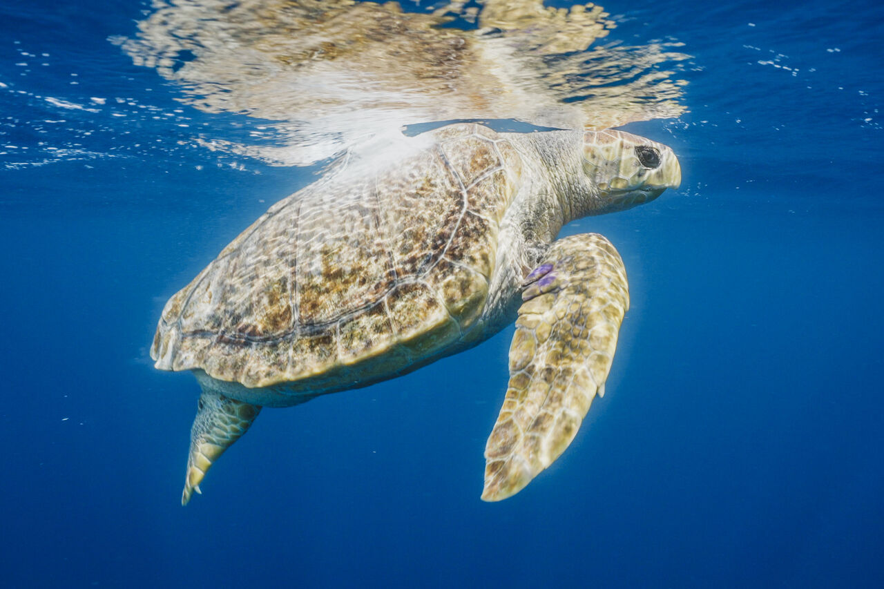 Turtle Release Devin Trull10a