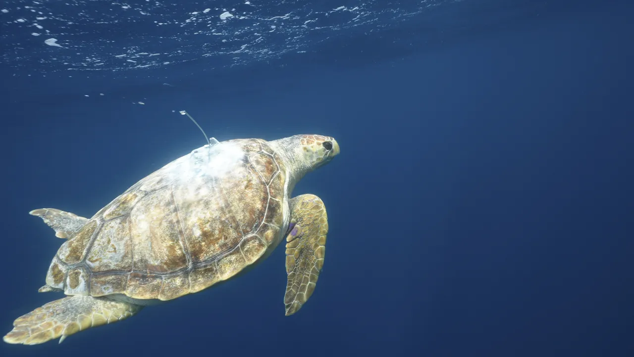 Nobomvu, the loggerhead turtle’s final tracking update
