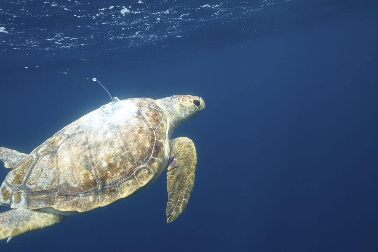 Turtle Release Devin Trull8