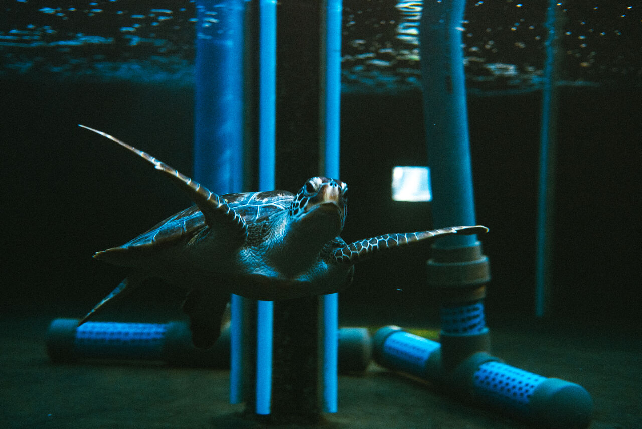 Meet Pebbles: A spunky green turtle in rehabilitation