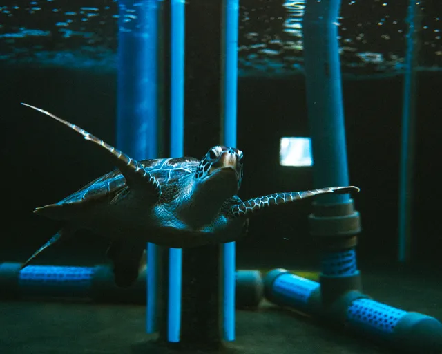 Meet Pebbles: A spunky green turtle in rehabilitation