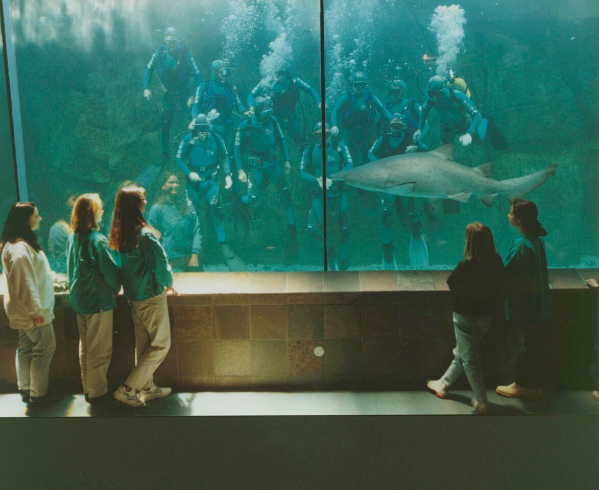 How three iconic exhibits shaped 30 years of wonder at the Two Oceans Aquarium