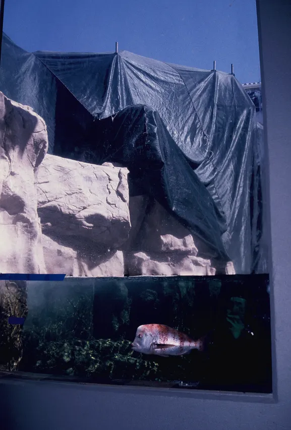 Kelp forest rock and stumpnose