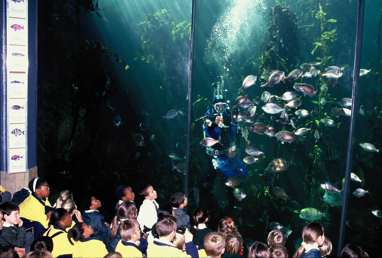 School group kelp feed