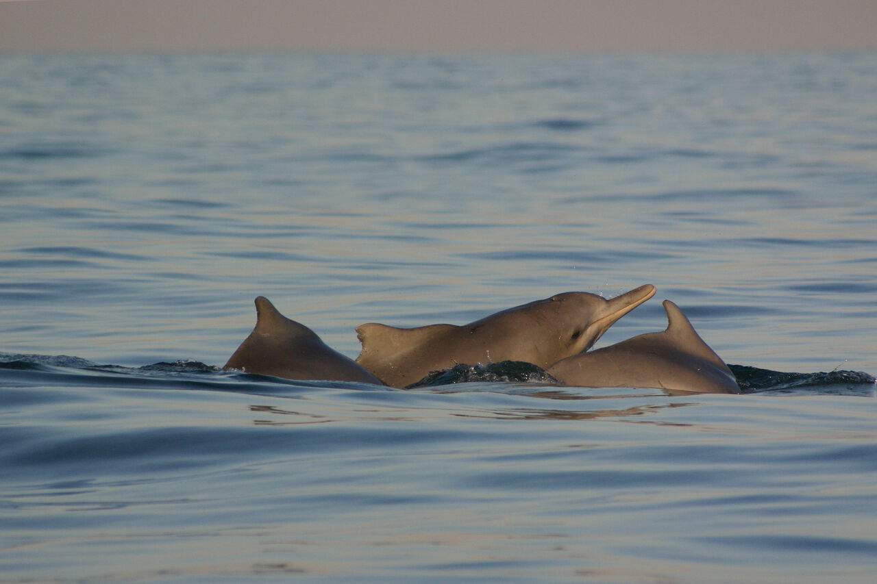 14 Hu Do Net Brett Atkins Sousa plumbea Ocean Spirits Kwa Zulu Natal South Africa