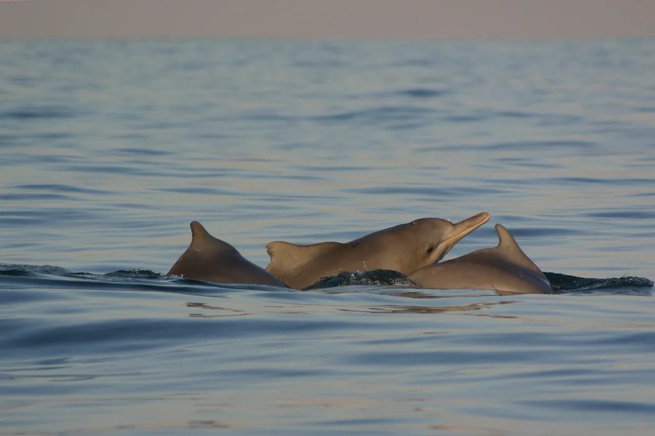 14 Hu Do Net Brett Atkins Sousa plumbea Ocean Spirits Kwa Zulu Natal South Africa