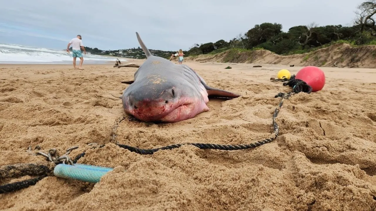 What you need to know about shark nets in South Africa
