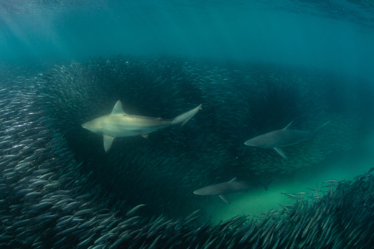 3ryandaly Aliwal MPA Ryan Daly