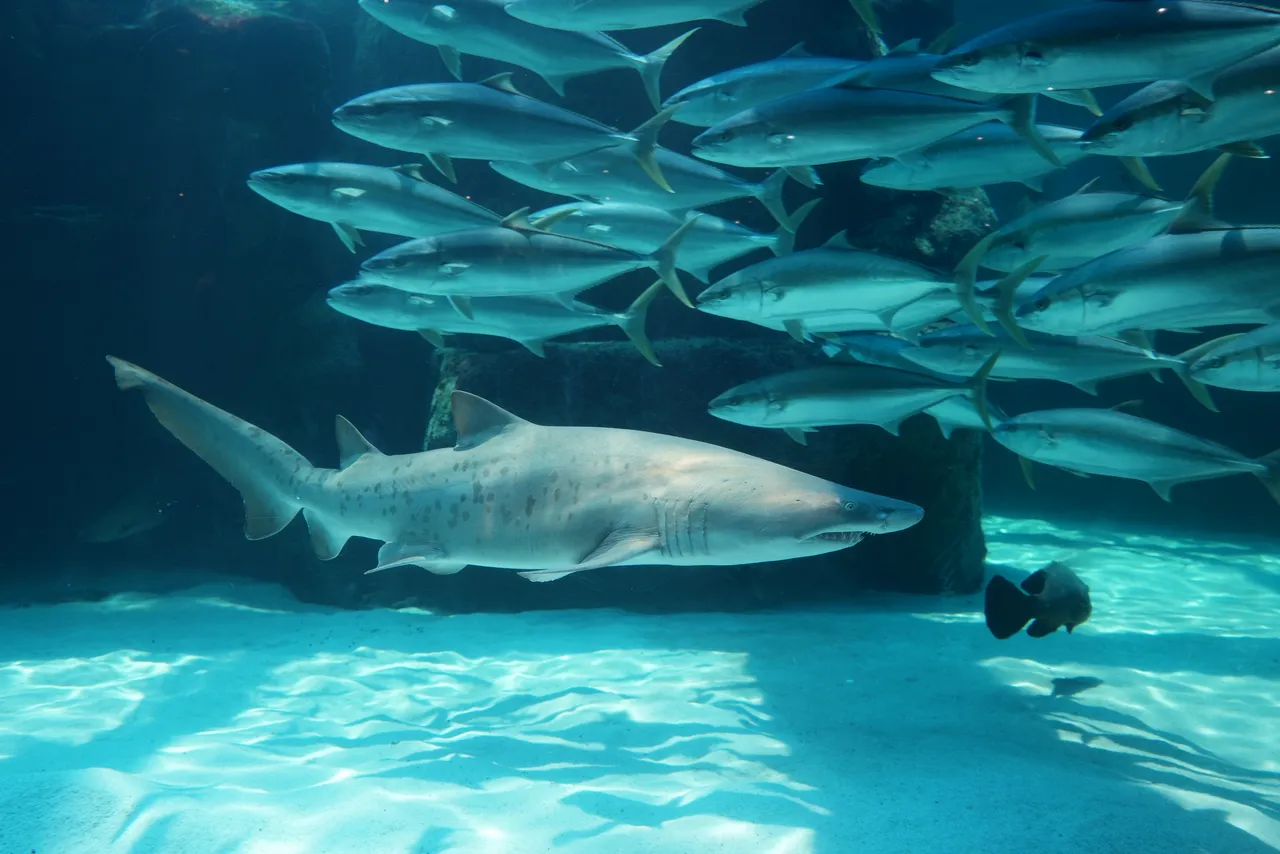 Meet the Two Oceans Aquarium’s newest resident: A ragged-tooth shark called Tracey-Lee