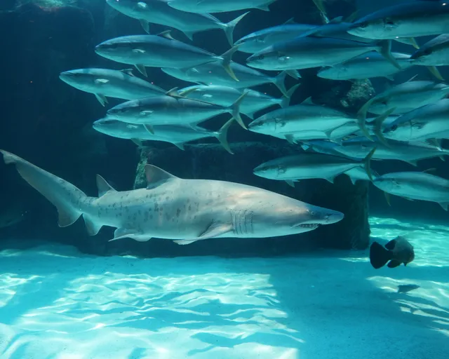Meet the Two Oceans Aquarium’s newest resident: A ragged-tooth shark called Tracey-Lee