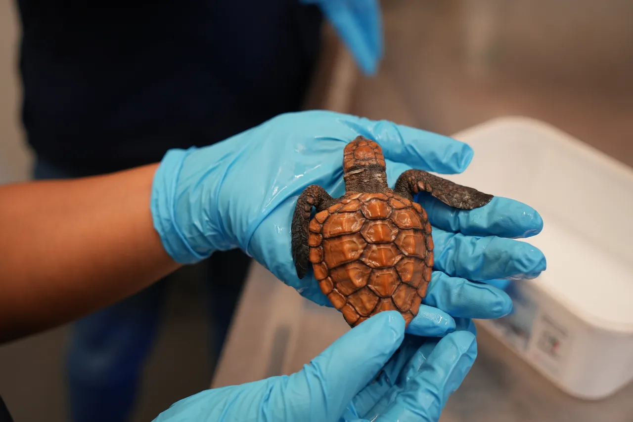 Adopt a turtle hatchling