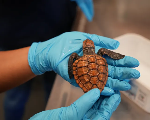 Adopt a turtle hatchling