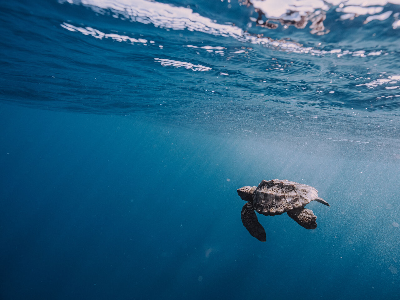 Save endangered turtles