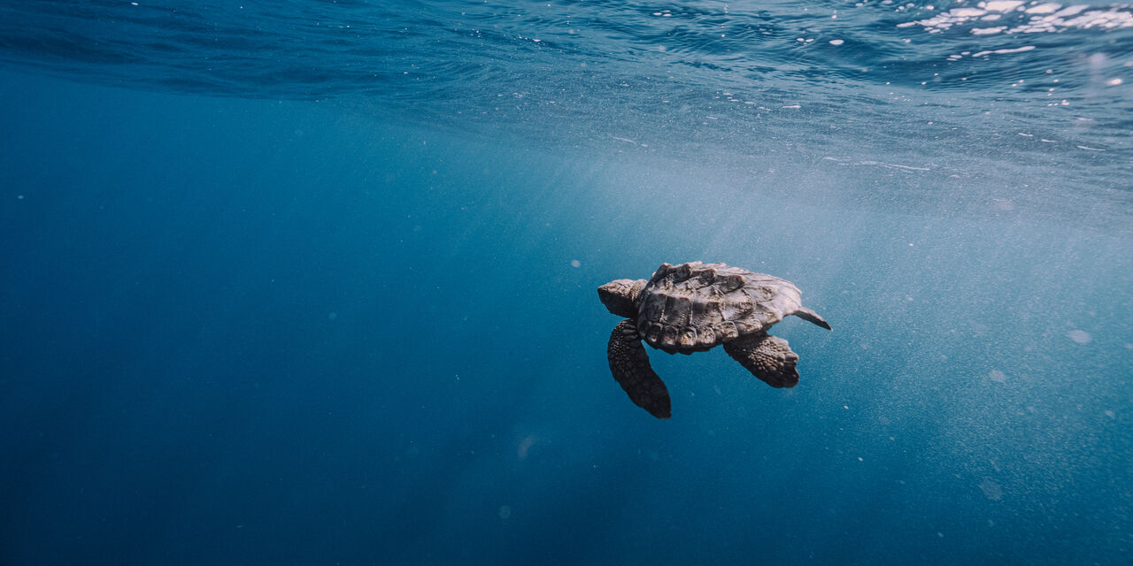 Save endangered turtles