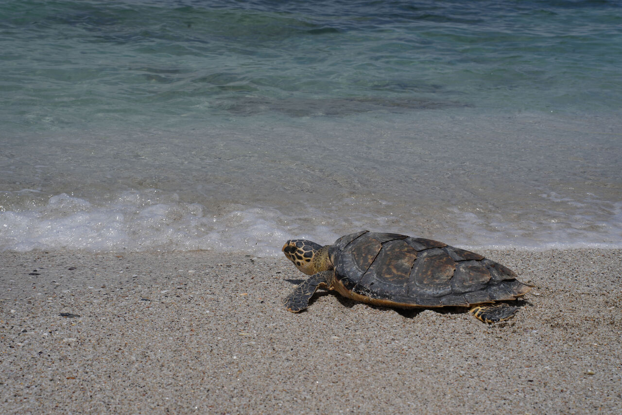 Our Turtle Conservation Centre released four turtles into De Hoop Marine Protected Area