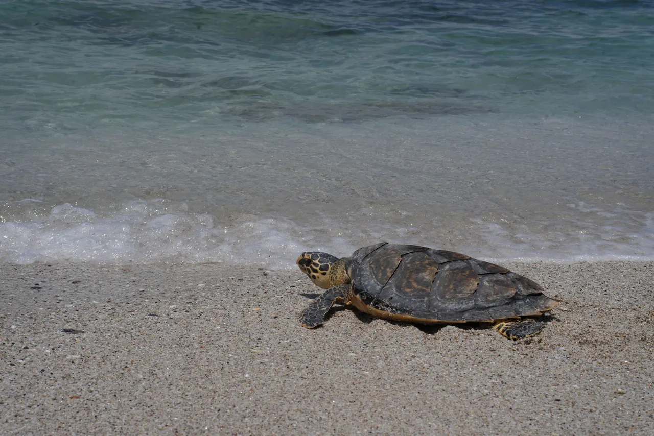 Our Turtle Conservation Centre released four turtles into De Hoop Marine Protected Area