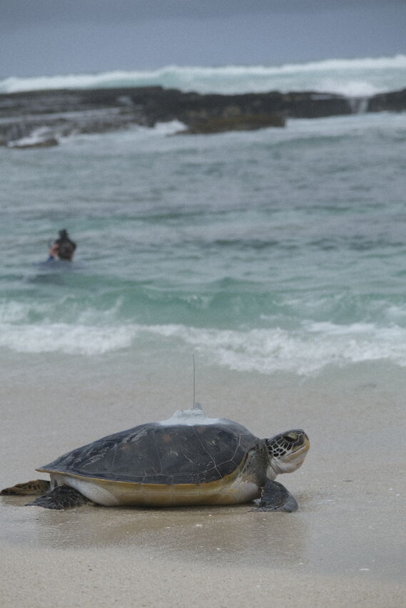 TCC release November 2025 DSF5001 c Kelli Whitehead