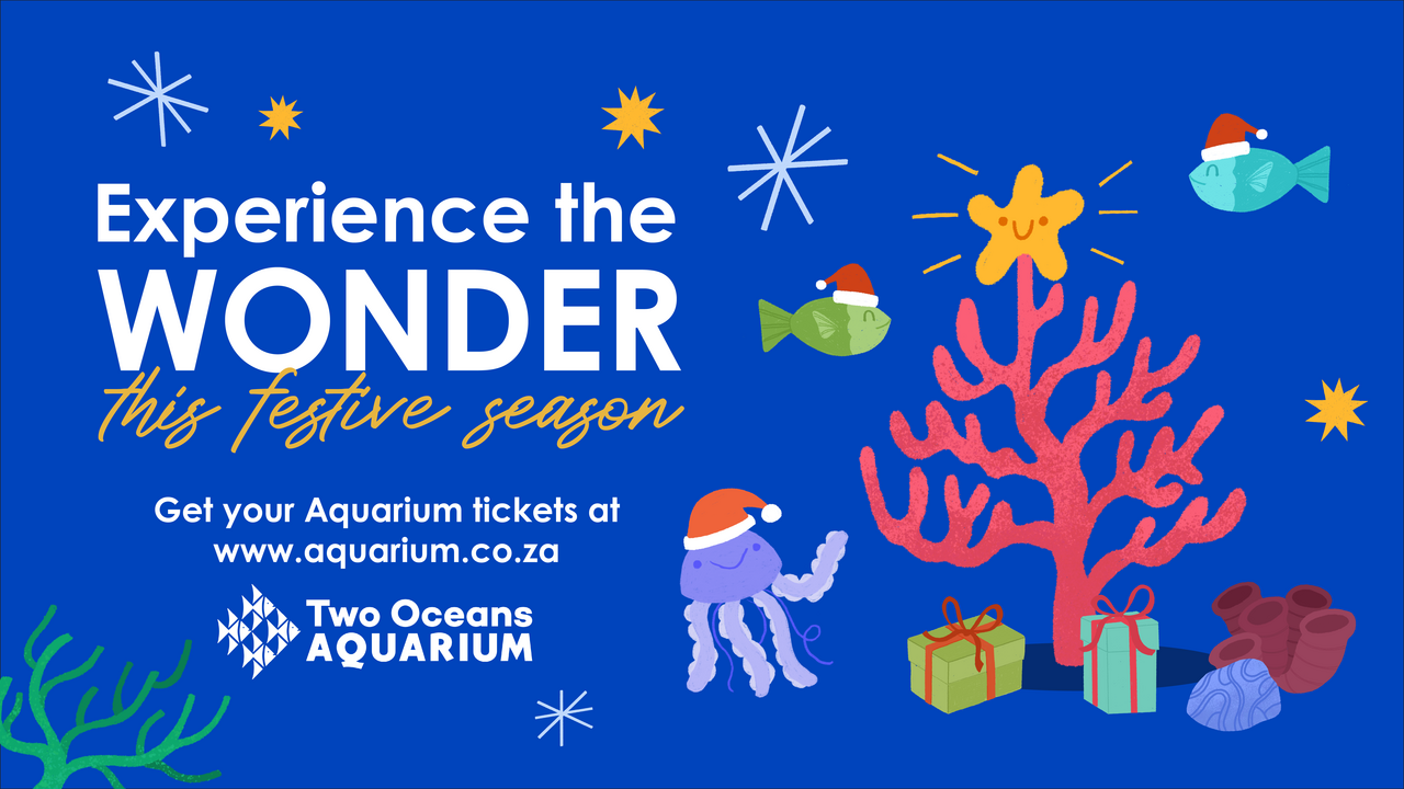 Experience the wonder this festive season at the Two Oceans Aquarium