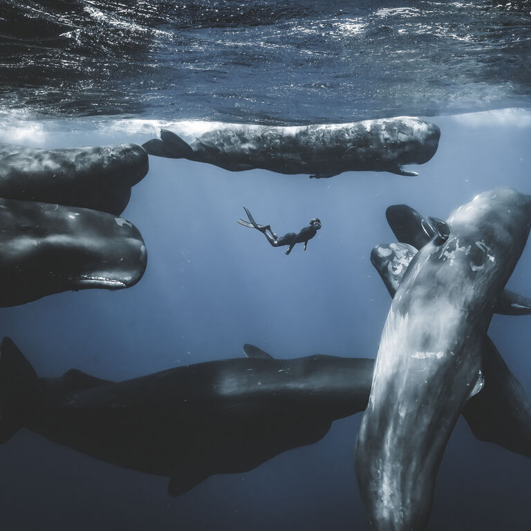 An African first - Ocean Photographer of the Year 2025 at the Two Oceans Aquarium