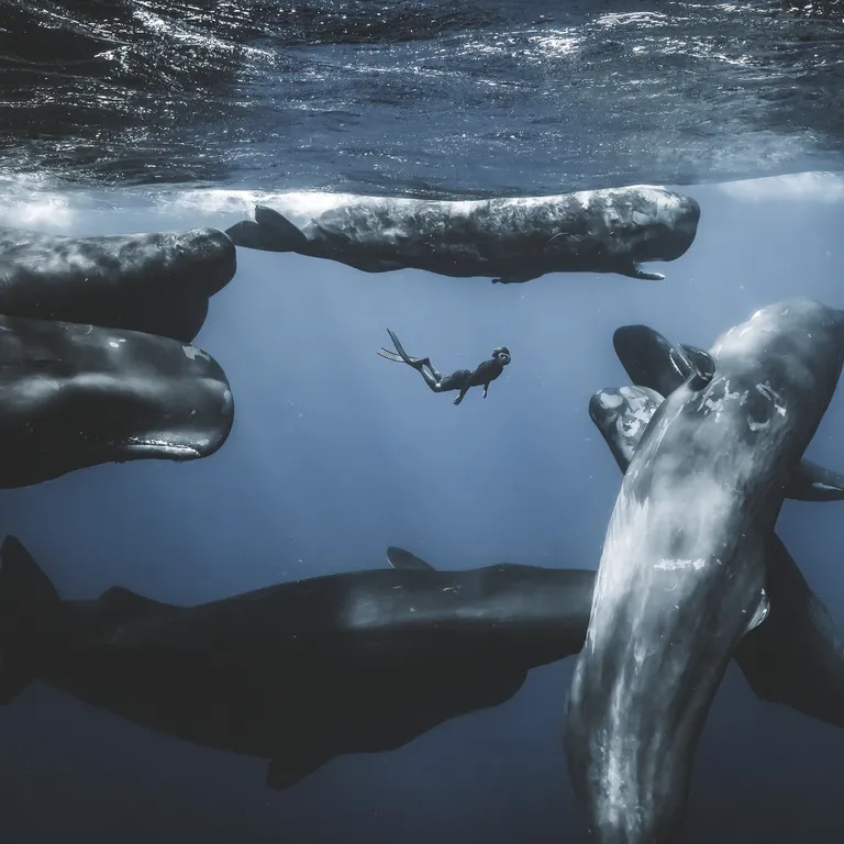 An African first - Ocean Photographer of the Year 2025 at the Two Oceans Aquarium
