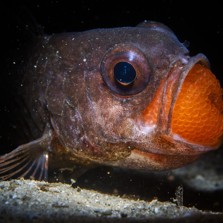 An African first - Ocean Photographer of the Year 2025 at the Two Oceans Aquarium