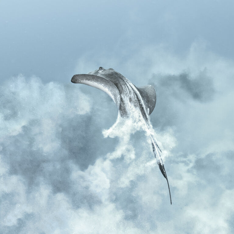 An African first - Ocean Photographer of the Year 2025 at the Two Oceans Aquarium