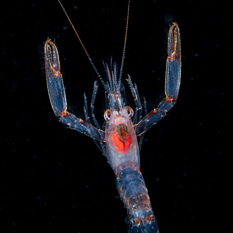 An African first - Ocean Photographer of the Year 2025 at the Two Oceans Aquarium